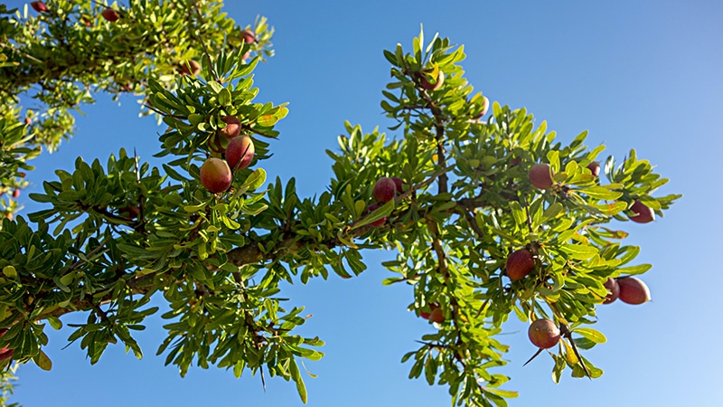 Argan ein verstecktes botanisches Wunder