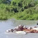 el niño ostafrika