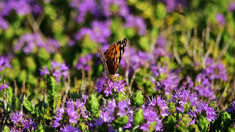 thymian
