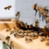 bienen
