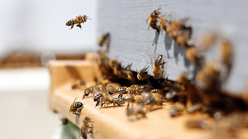 bienen
