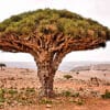 echt baum