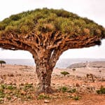 echt baum