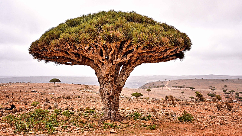 echt baum