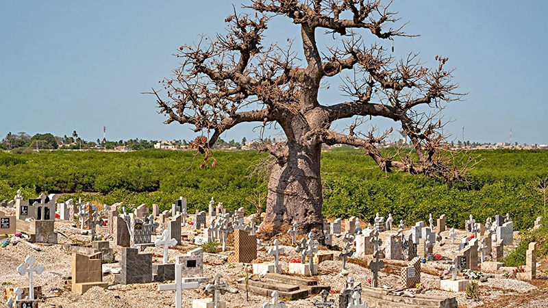 friedhof senegal